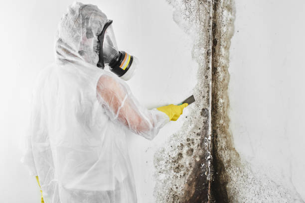 Best Mold Damage Repair  in Menahga, MN