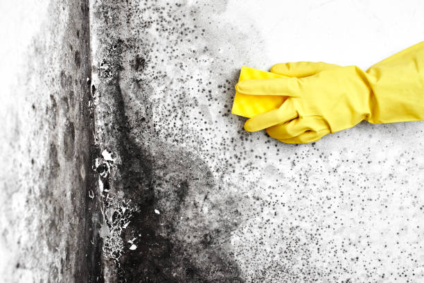 Best Mold Remediation Experts  in Menahga, MN