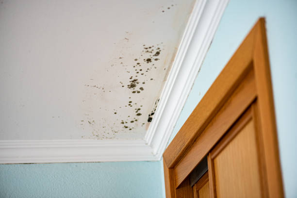 Best Mold Removal Company Near Me  in Menahga, MN