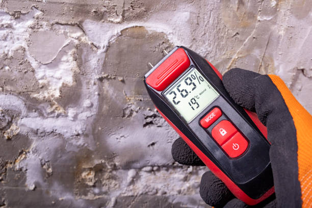 Best Fast Mold Removal  in Menahga, MN
