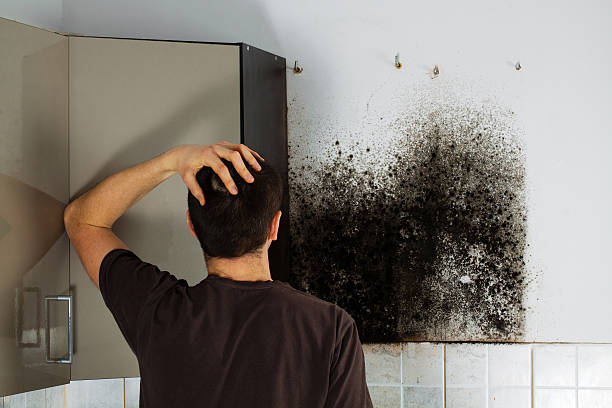 Best Water Damage Restoration  in Menahga, MN