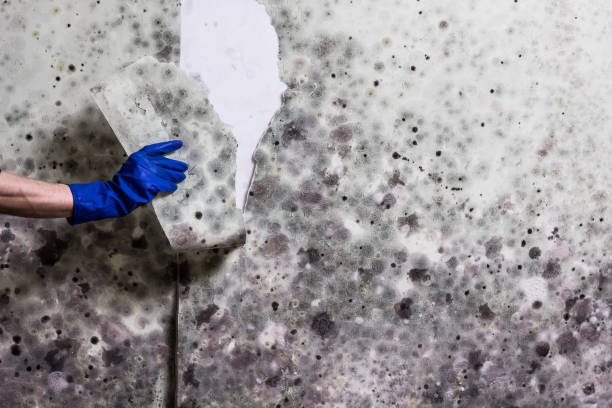 Best Emergency Mold Removal  in Menahga, MN