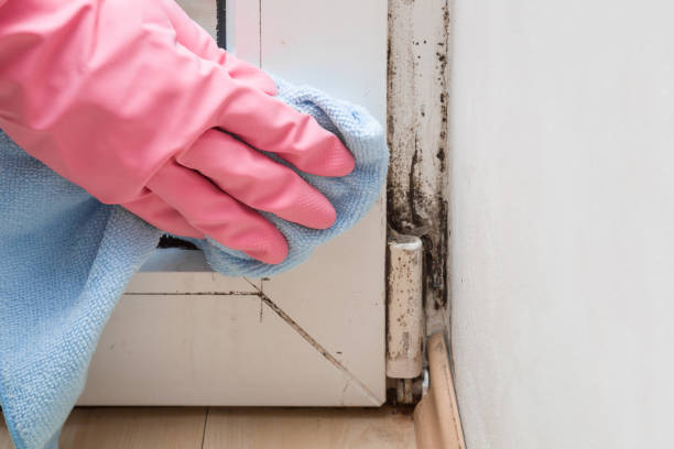 Best Commercial Mold Removal  in Menahga, MN
